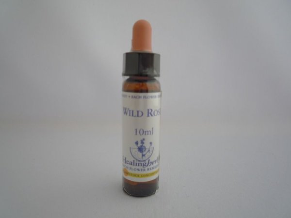 画像1: WILD ROSE　ワイルドローズ (1)
