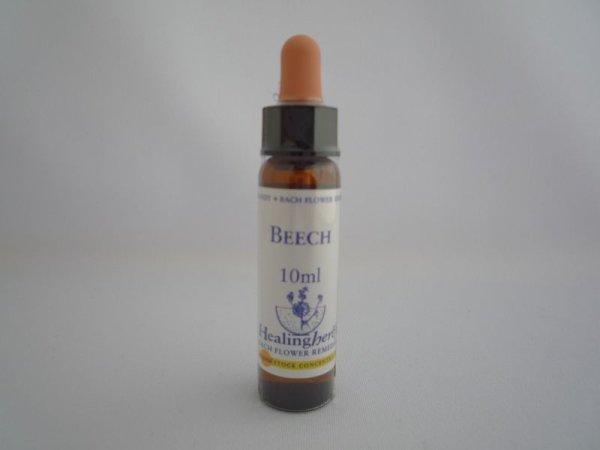画像1: BEECH　ビーチ (1)