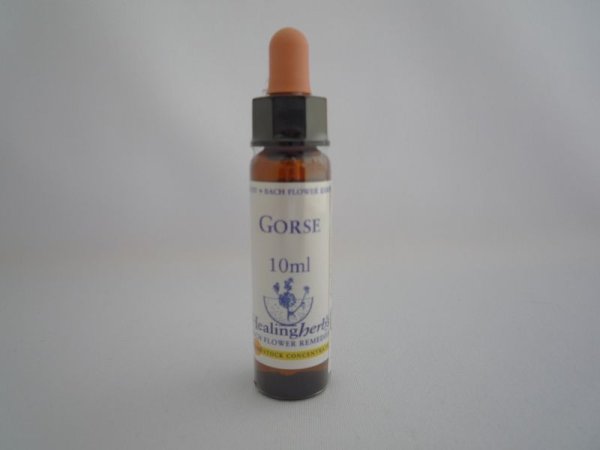 画像1: GORSE　ゴース (1)
